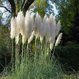 Pampas, Ornamental Grass Seeds