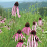 Pale Purple, Echinacea Seeds - Packet thumbnail number null