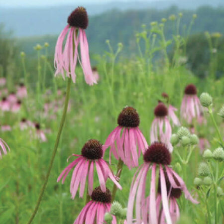 Pale Purple, Echinacea Seeds - Packet image number null
