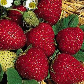 Fresca, Strawberry Seeds