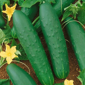 Double Yield, Organic Cucumber Seeds