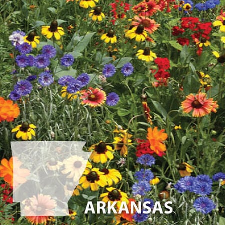 Arkansas Blend, Wildflower Seed - 1 Ounce image number null