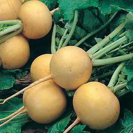 Golden Ball, Turnip Seeds - Packet image number null