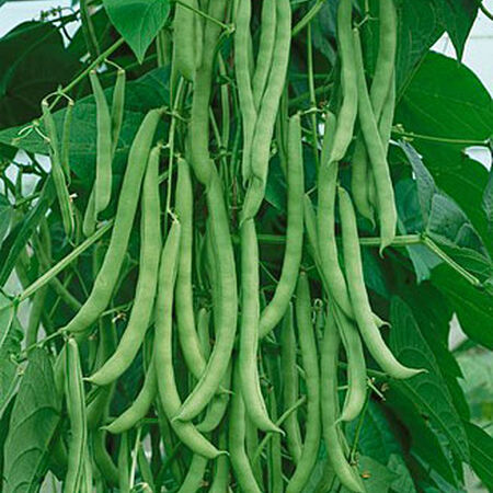 Kentucky Wonder, Bean Seeds - Packet (1 oz.) image number null