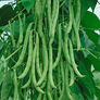 Kentucky Wonder, Bean Seeds - Packet (1 oz.) thumbnail number null
