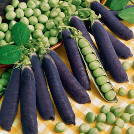 Blue Shelling, Pea Seeds