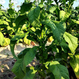 Vesta 64, Tobacco Seed