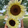 ProCut® White Nite, (F1) Sunflower Seeds - Packet thumbnail number null