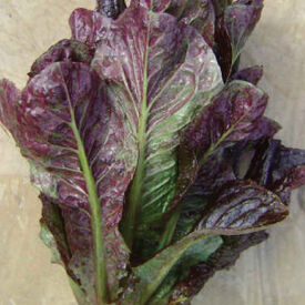 Red Romaine, Lettuce Seeds