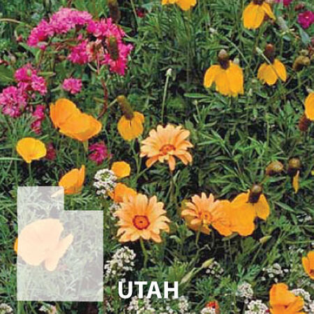 Utah Blend, Wildflower Seed - 1 Ounce image number null