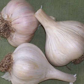 Georgian Crystal, Garlic Seed