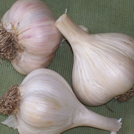 garlic georgian crystal seed