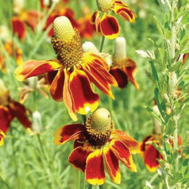 Mexican Hat, Ratibida Seeds