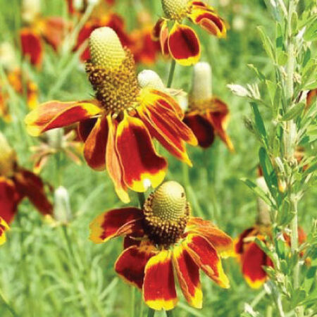 Mexican Hat, Ratibida Seeds - Packet image number null