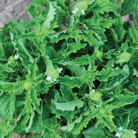 Green Ruffles, Basil Seeds