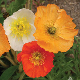 Iceland, Poppy Seeds