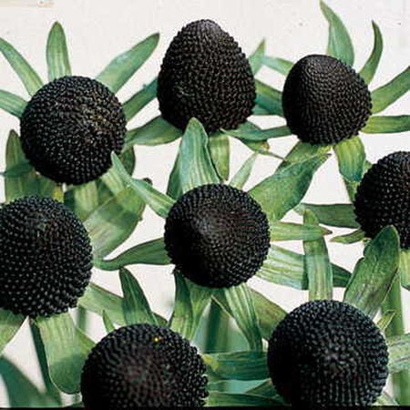 Green Wizard, Rudbeckia Seeds - 50 Seeds image number null