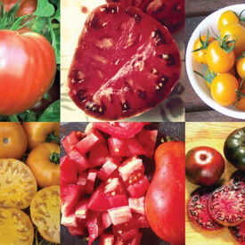 Best Tasting Collection, Tomato Seeds