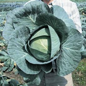 Bravo, (F1) Cabbage Seeds