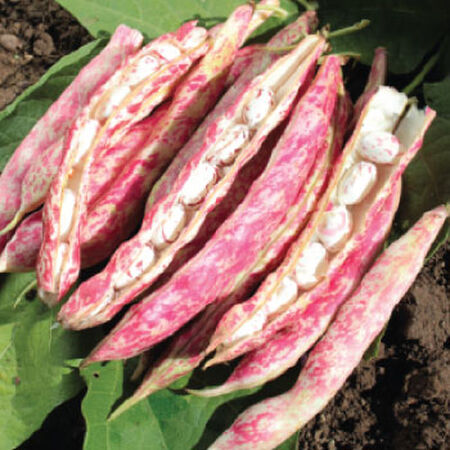 Tongue of Fire, Bean Seeds image number null