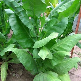Comstock Spanish, Tobacco Seed