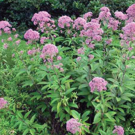 Joe Pye Weed, Eutrochium Seeds - Packet image number null