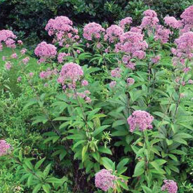 Joe Pye Weed, Eutrochium Seeds