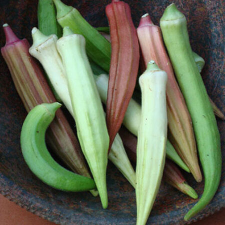 Rainbow Fiesta, Okra Seeds image number null