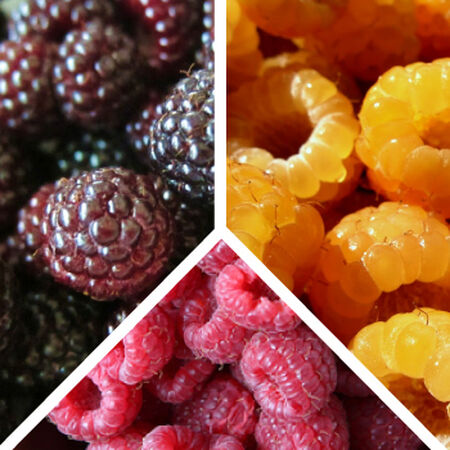 Collection Mix, Raspberry Plants - 3 Plant Mix image number null