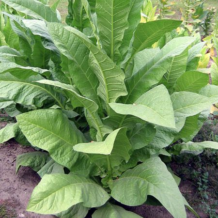 Red Rose, Tobacco Seed