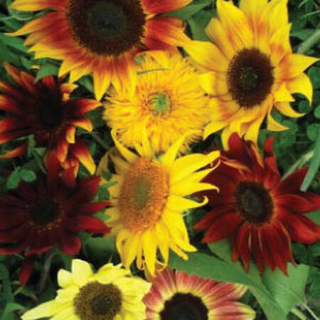 All Sorts Mix, Sunflower Seeds - 1 Pound image number null