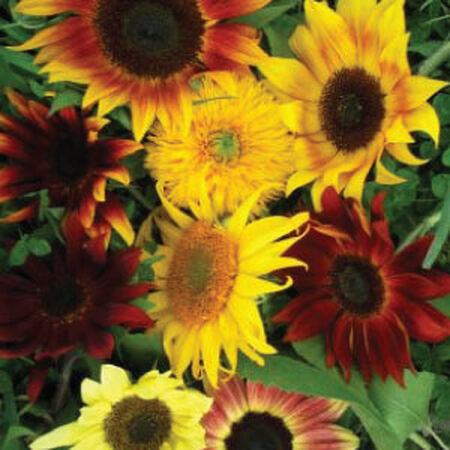 Autumn Beauty' - Sunflower Seeds Mix - 1 Gram