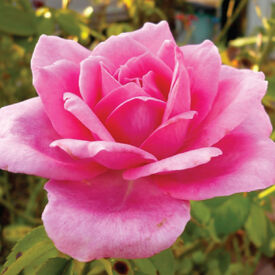 Pink Bush, Rose Seeds