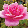 Pink Bush, Rose Seeds - Packet thumbnail number null