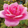 Pink Bush, Rose Seeds thumbnail number null