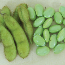 Envy, Bean Seeds