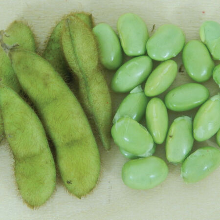 Envy Soybean (75 Days) – Pinetree Garden Seeds