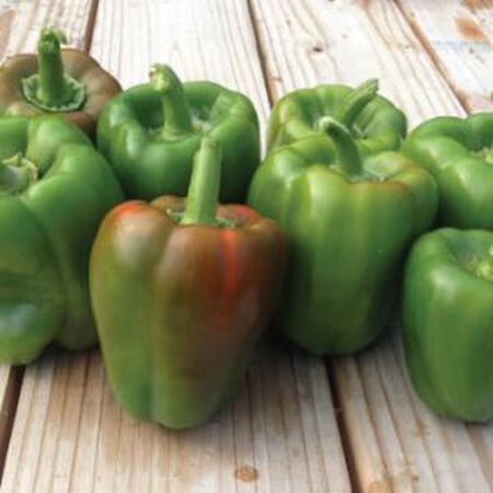 GREEN BELL PEPPERS FRESH FRUIT PRODUCE VEGETABLES BY THE POUND