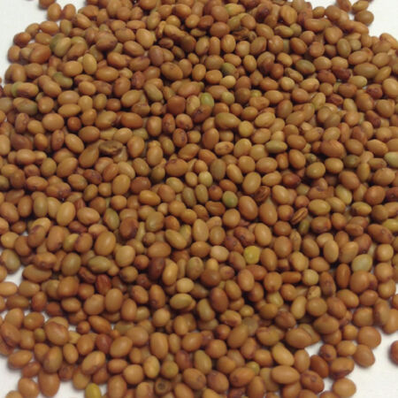 Crimson Clover, Legumes - 1 Pound image number null