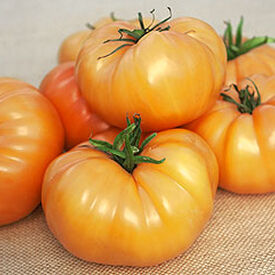 Kellogg's Breakfast, Tomato Seeds