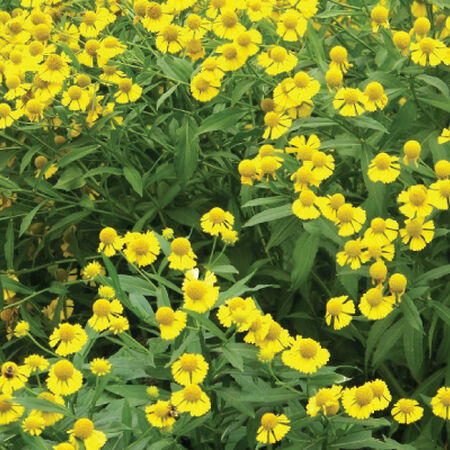 Sneezeweed, Helenium Seeds - Packet image number null