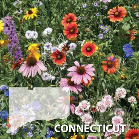 Connecticut Blend, Wildflower Seed - 1 Ounce image number null