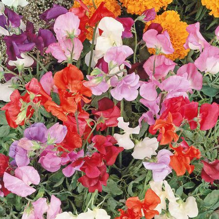 Knee High, Sweet Pea Seeds - Packet image number null