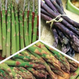 Popular Mix, Asparagus Roots