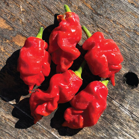 Dragon's Breath, Pepper Seeds - Packet image number null