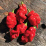 Dragon's Breath, Pepper Seeds - Packet thumbnail number null