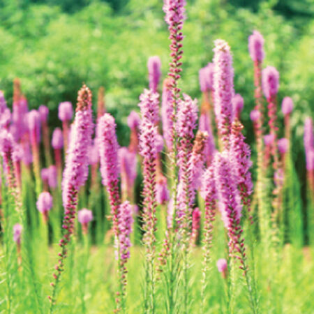 Prairie Blazing Star, Liatris Seeds - Packet image number null