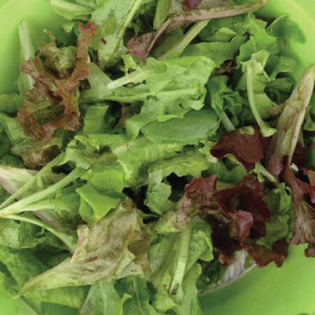 Gourmet Mesclun Blend, Lettuce Seeds - Packet image number null