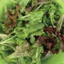 Gourmet Mesclun Blend, Lettuce Seeds - Packet thumbnail number null