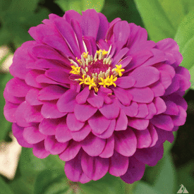 Purple Prince, Zinnia Seeds